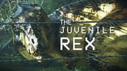 The Juvenile Rex