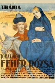 Poster Fehér rózsa