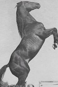 Photo de Rex Rex, Mary's Horse (as Rex the Wonder Horse) 