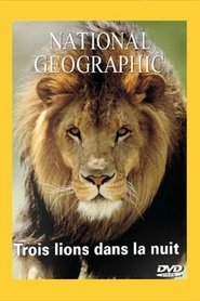 Poster National Geographic : Trois lions dans la nuit 2002