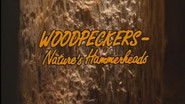 Wookpeckers - Nature's Hammerheads