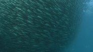 Predator Swarm