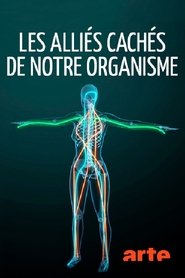Les alliés cachés de notre organisme – Les fascias