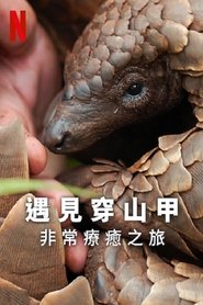 遇见穿山甲：非常疗愈之旅 (2025)