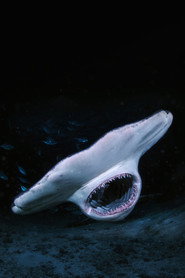 When Sharks Attack... And Why постер