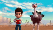 Pups Save the Baby Ostriches