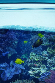Tanked poster