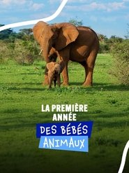 La première année des bébés animaux