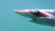 Episode 8: Costa Rica: Shark Defenders