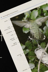 Poster for A Field Guide to Hummingbirds