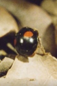 Poster Ladybug, Ladybug, Winter Is Coming 1976