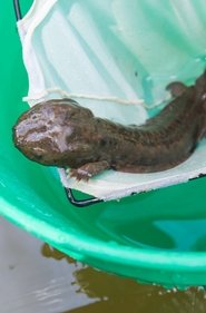 Hellbender in the Blue streaming