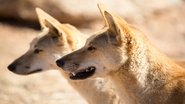 Trial In The Outback: The Lindy Chamberlain Story en streaming