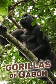 Poster Gorillas of Gabon