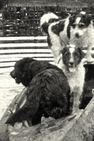 Three Dogs in a Boat
