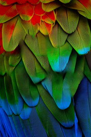 Attenborough's Life in Colour poster