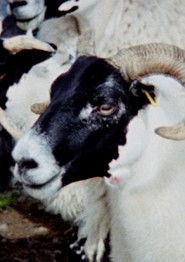 Passing Clouds (2024)