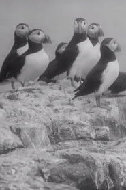 Nursery Island (1936)