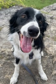 Freddie Johnson is Colin the Collie