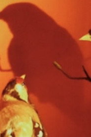 THE GOLDFINCH (After Fabritius)