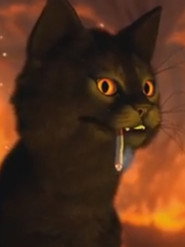 P A W