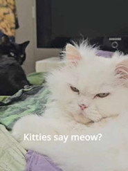 Kitty Say Meow