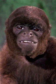 The Woolly Monkey