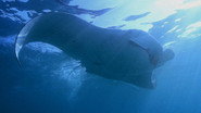 Episode 1: Manta Mystery