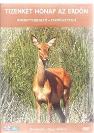 12 hónap az erdőn