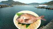 Red Sea Bream