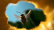 The Honey Trap