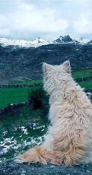 Poster Histories of Wolves 2018