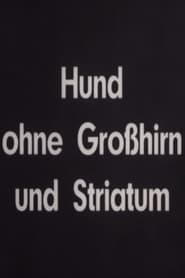 Hund ohne Großhirn und Striatum (1936)