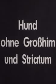 Hund ohne Großhirn und Striatum 1936