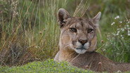 Secretive Puma Special