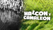 Halc&oacute;n y camale&oacute;n