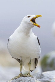 Sully Seagull
