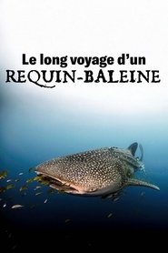 Le long voyage d'un requin-baleine (2024)