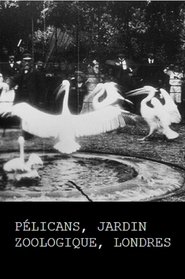 Poster Pelicans, London Zoological Garden 1896