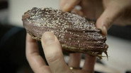How Abalone Genes Could Help Marine Life Survive Our Changing Oceans