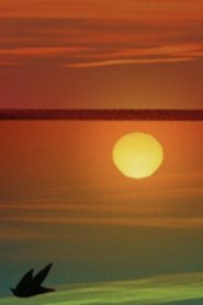 Morning After the Deluge (2003)