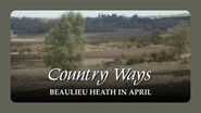 Beaulieu Heath in April