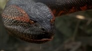 Anaconda le predateur
