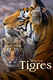 Poster Tiger