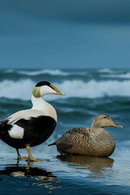 The Cry of the Eider