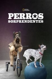 World's Greatest Dogs