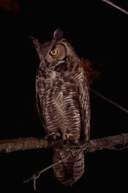 The Owls