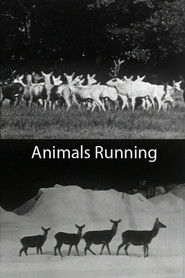 Poster Animals Running 1974