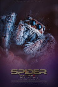 超级蜘蛛