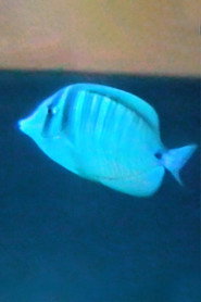 Bailas como perdiendo el miedo a morir